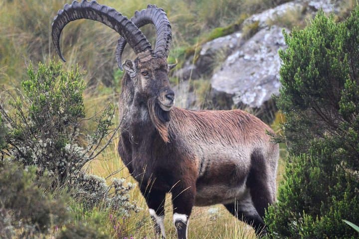 Day Trek Across the Simien Ridge: Geladas, Gorge Views & High-Elevation Hiking photo 5