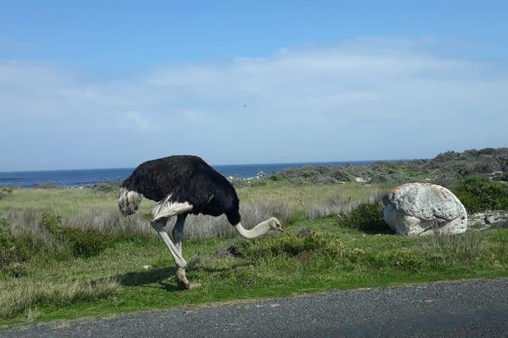 Cape of Good Hope & Boulders Beach Penguins: Full-Day Small-Group Tour from Cape Town