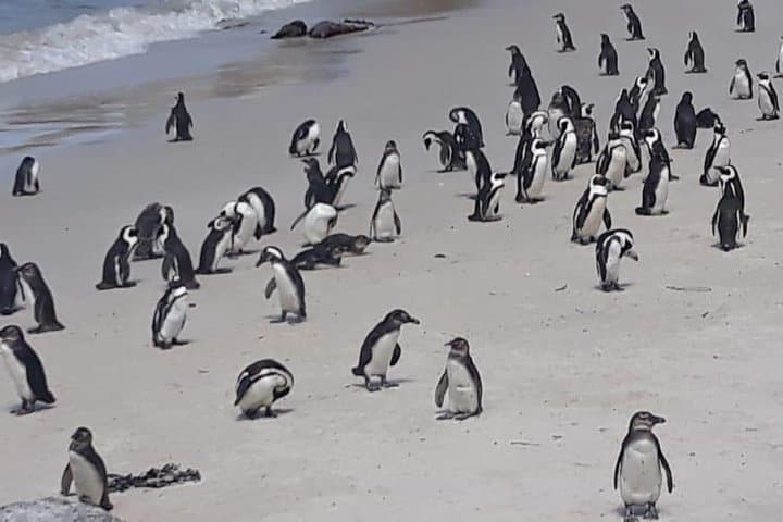 Cape of Good Hope & Boulders Beach Penguins: Full-Day Small-Group Tour from Cape Town photo 2