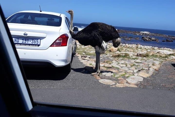 Cape of Good Hope & Boulders Beach Penguins: Full-Day Small-Group Tour from Cape Town photo 5