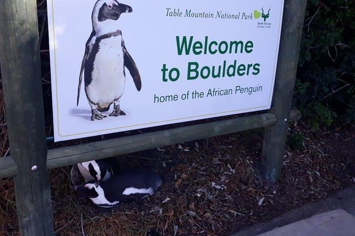 Cape of Good Hope & Boulders Beach Penguins: Full-Day Small-Group Tour from Cape Town photo 6
