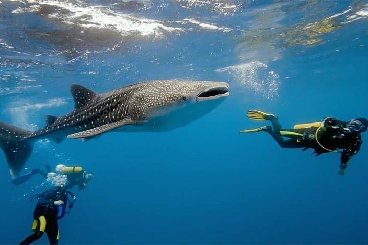 Cebu One-Day Adventure: Hike Osmeña Peak & Swim with Oslob Whale Sharks photo 3