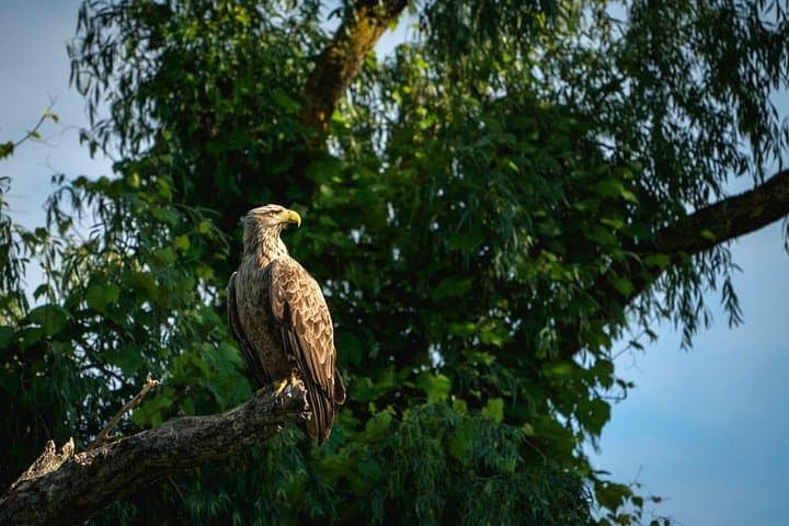 2-Day Danube Delta & Black Sea Tour from Bucharest: Birds, Canals and Coastal History photo 2