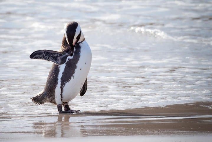 Cape Point & Boulders Penguins — Private Full-Day Cape Peninsula Tour photo 3