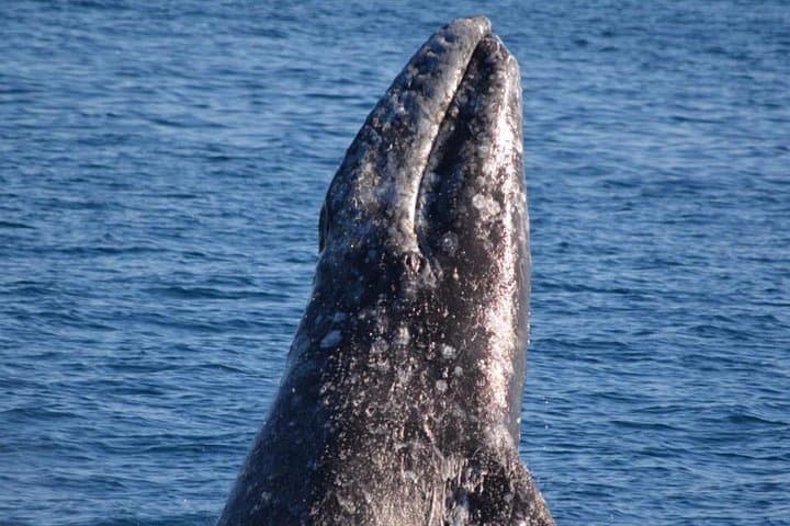 West Harbor Whale & Dolphin Watching Cruise — Los Angeles Pacific Wildlife Tour photo 2