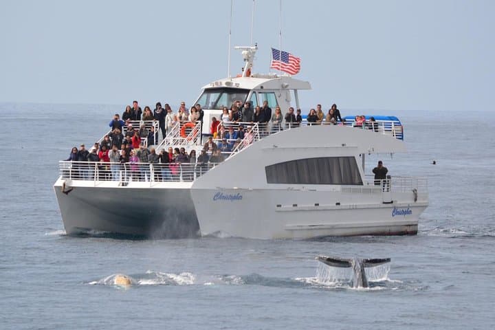 West Harbor Whale & Dolphin Watching Cruise — Los Angeles Pacific Wildlife Tour photo 3