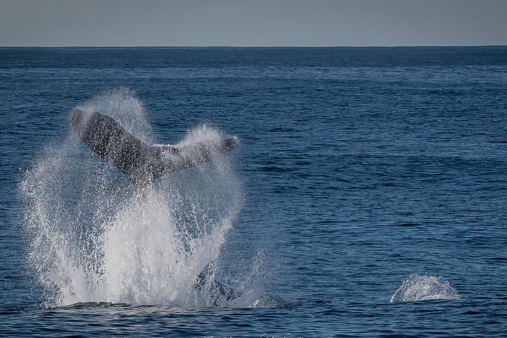 West Harbor Whale & Dolphin Watching Cruise — Los Angeles Pacific Wildlife Tour photo 4