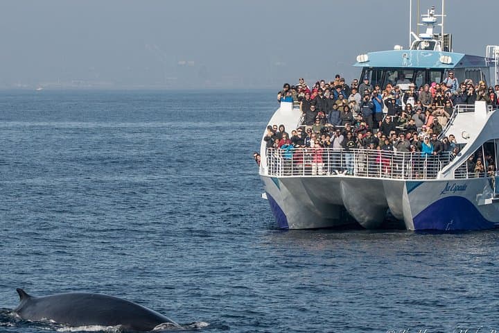 West Harbor Whale & Dolphin Watching Cruise — Los Angeles Pacific Wildlife Tour photo 1