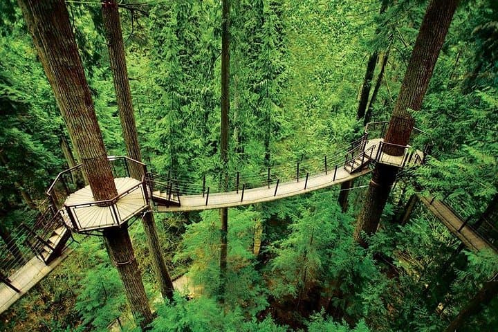 Vancouver Sightseeing & Capilano Suspension Bridge Small-Group Tour photo 6