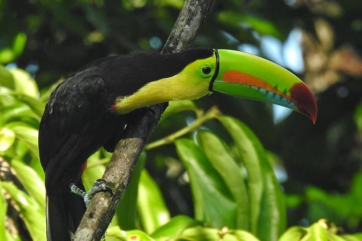 La Fortuna Nature Hike: Guided Jungle Walk Near Arenal Volcano photo 2