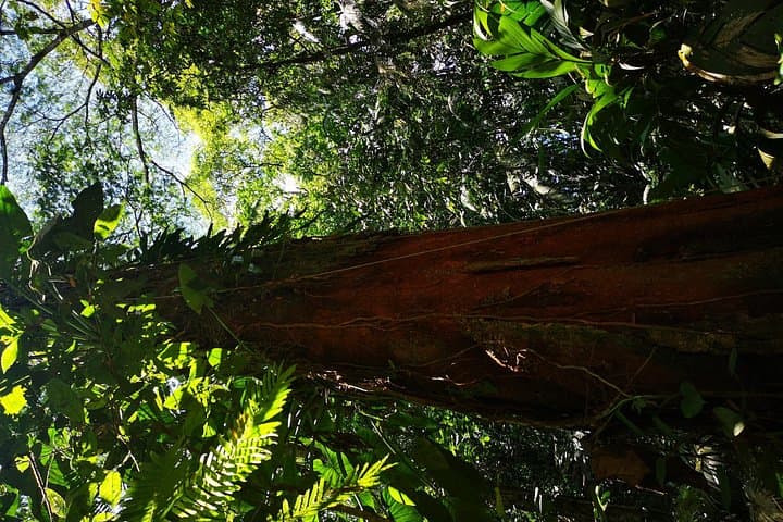 La Fortuna Nature Hike: Guided Jungle Walk Near Arenal Volcano photo 4