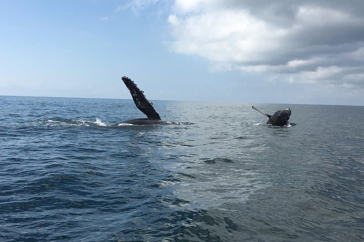 Puerto Vallarta Whale Watching: Humpback Tours, Seasonal Guide & What to Expect photo 1