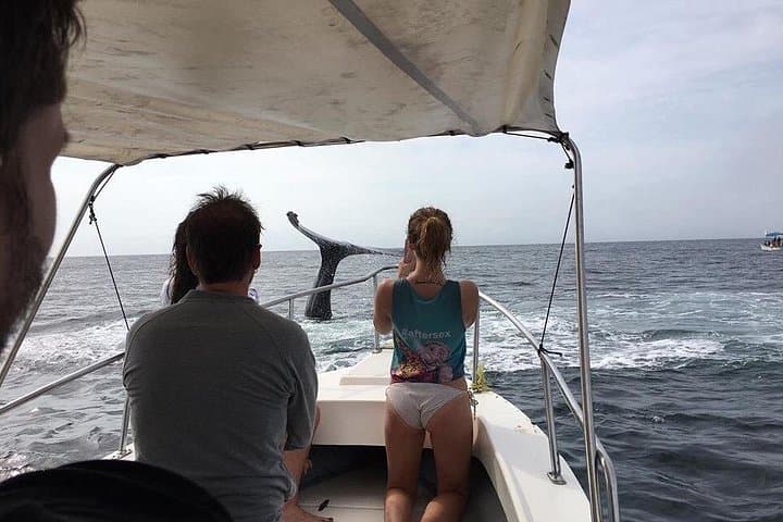 Puerto Vallarta Whale Watching: Humpback Tours, Seasonal Guide & What to Expect photo 2