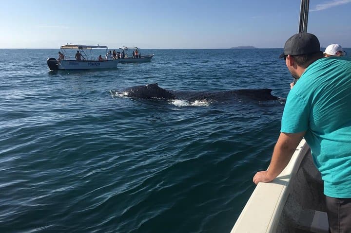 Puerto Vallarta Whale Watching: Humpback Tours, Seasonal Guide & What to Expect photo 3
