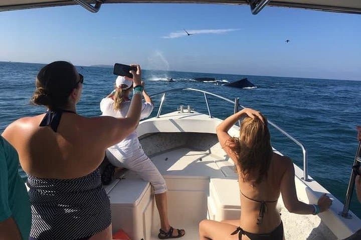 Puerto Vallarta Whale Watching: Humpback Tours, Seasonal Guide & What to Expect photo 4