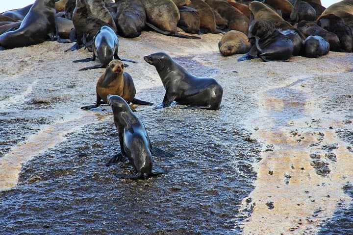 Cape Point & Boulders Penguins — Private Full-Day Cape Peninsula Tour photo 6
