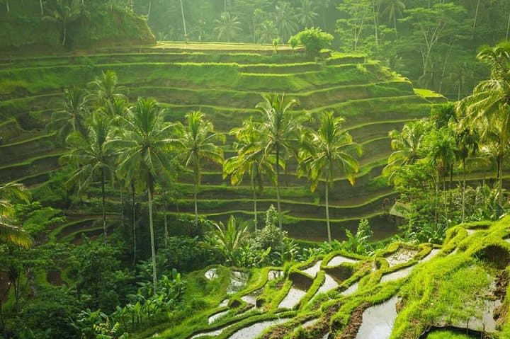 Ubud Instagram Spots Tour — Best Photo Stops in One Day