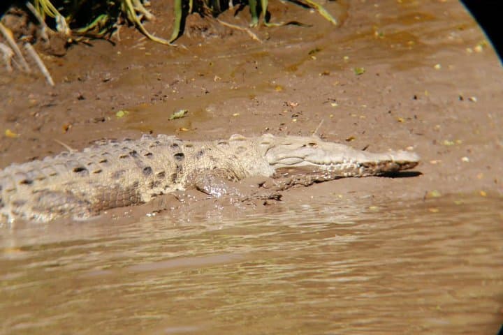 Palo Verde National Park Boat & Wildlife Day Tour — Tempisque River Safari photo 2