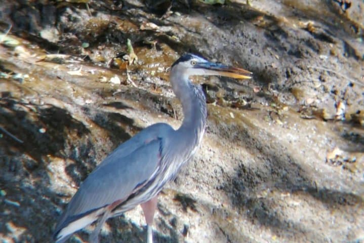 Palo Verde National Park Boat & Wildlife Day Tour — Tempisque River Safari photo 3