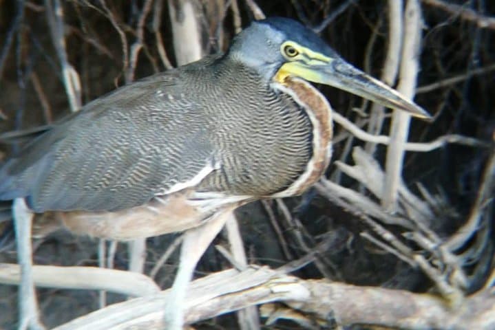 Palo Verde National Park Boat & Wildlife Day Tour — Tempisque River Safari photo 4