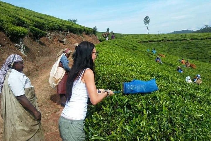 Tea Plantation Walk in Munnar: Lakshmi Estate Plucking Experience & CSI Church Visit
