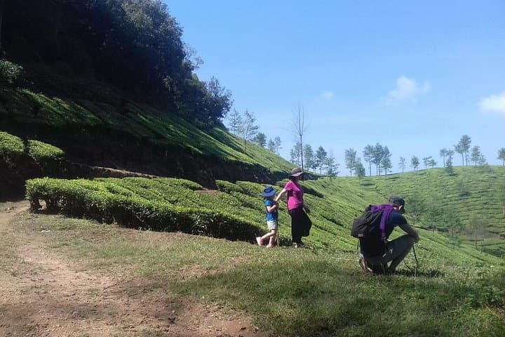 Tea Plantation Walk in Munnar: Lakshmi Estate Plucking Experience & CSI Church Visit photo 2