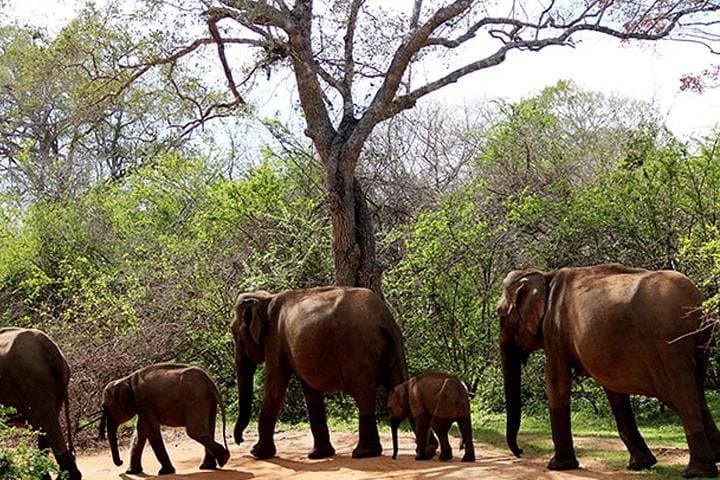 Yala National Park Safari: 4-Hour Jeep Safari to See Leopards & Elephants photo 2