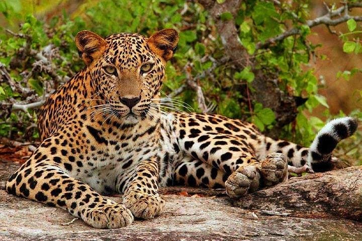 Yala National Park Safari: 4-Hour Jeep Safari to See Leopards & Elephants photo 1