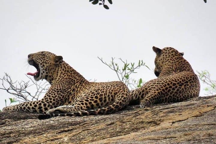 Wilpattu National Park 4-Hour Safari with Naturalist Guide photo 6