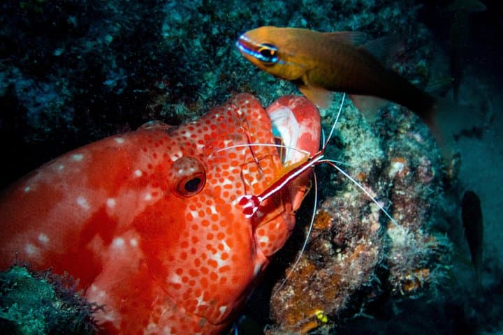 Mauritius Exploration Dives for Experienced Divers: Pinnacles, Walls & Reefs photo 3