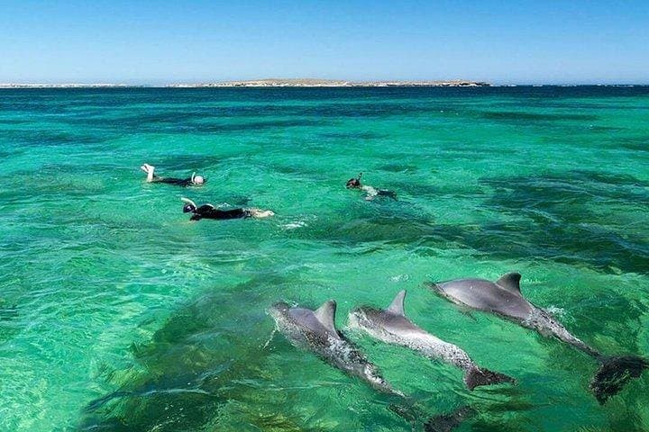 Full-Day Dolphin Swim, Crystal Rock & Ile aux Bénitiers with BBQ Lunch — Mauritius photo 3