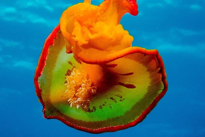Mauritius Exploration Dives for Experienced Divers: Pinnacles, Walls & Reefs photo 4