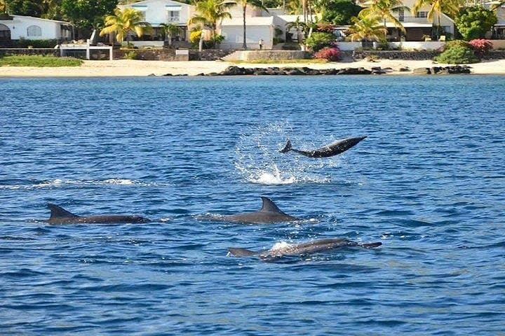 Full-Day Dolphin Swim, Crystal Rock & Ile aux Bénitiers with BBQ Lunch — Mauritius photo 5