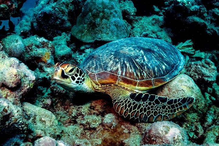 Mauritius Exploration Dives for Experienced Divers: Pinnacles, Walls & Reefs photo 6