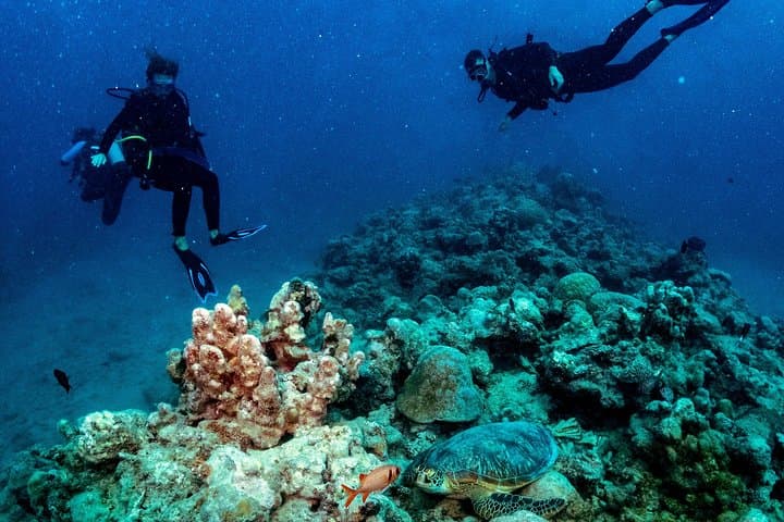 Mauritius Exploration Dives for Experienced Divers: Pinnacles, Walls & Reefs