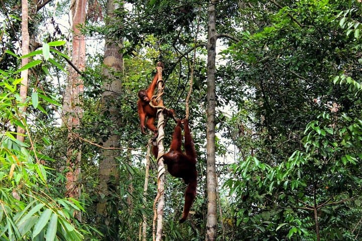 Kuching Rainforest Kayak and Semenggoh Orangutan Encounter photo 6
