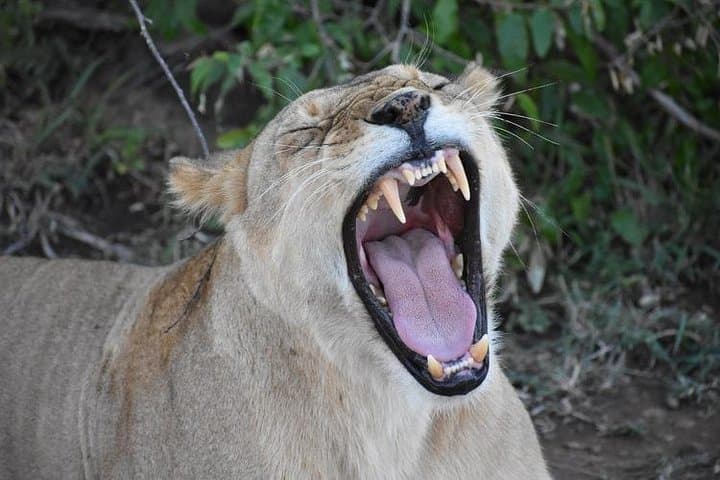 8-Day Kenya and Tanzania Private Safari from Nairobi — Maasai Mara to Ngorongoro photo 2