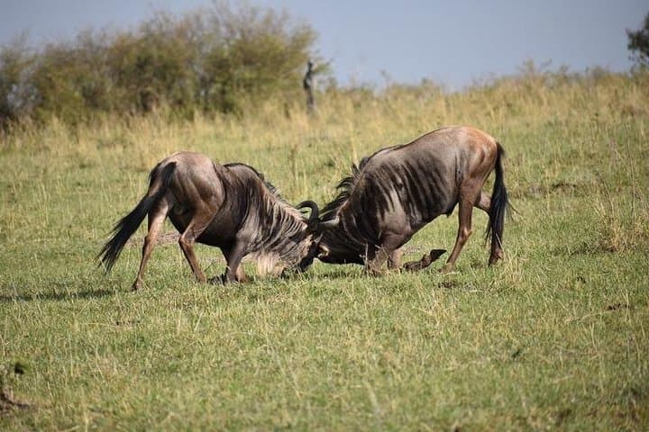 8-Day Kenya and Tanzania Private Safari from Nairobi — Maasai Mara to Ngorongoro photo 6
