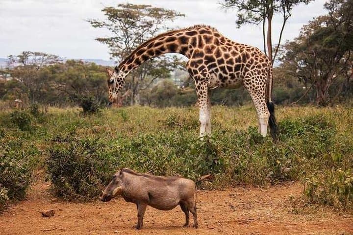 Nairobi Half-Day Excursion: Giraffe Center, David Sheldrick & Kazuri Beads
