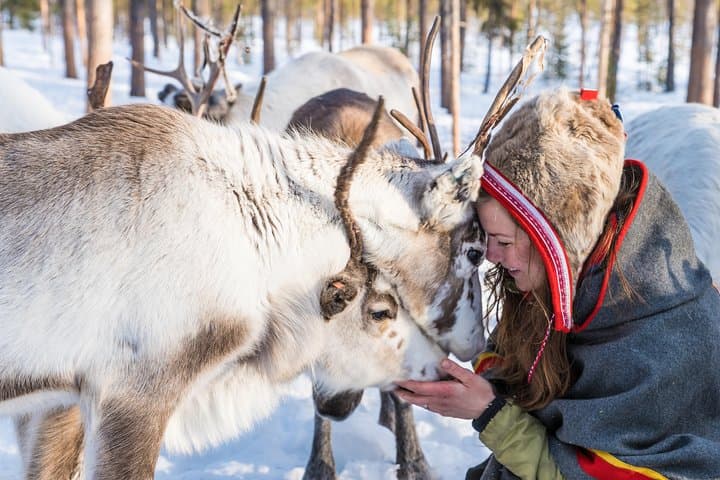 Winter Journey in Lapland: Jokkmokk Huskies, Reindeer & Northern Lights photo 4