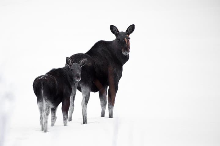 Winter Journey in Lapland: Jokkmokk Huskies, Reindeer & Northern Lights photo 3