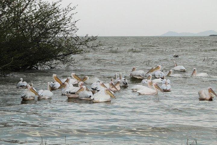 Lake Ziway Day Cruise to Tulu Gudo & Maryam Tsion Monastery