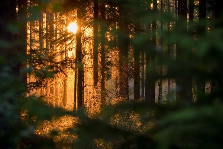 Wolf Howl Experience: 2-Day Wild Camping & Wolf Tracking near Köping, Sweden photo 3