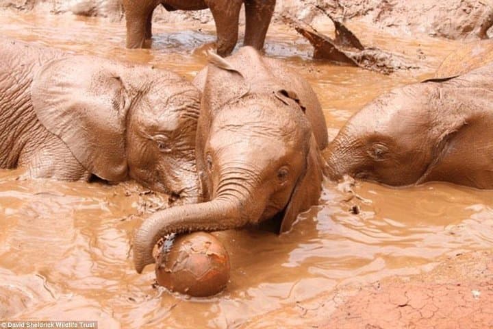 Nairobi Half-Day Excursion: Giraffe Center, David Sheldrick & Kazuri Beads photo 2
