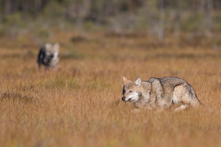 Wolf Howl Experience: 2-Day Wild Camping & Wolf Tracking near Köping, Sweden photo 6