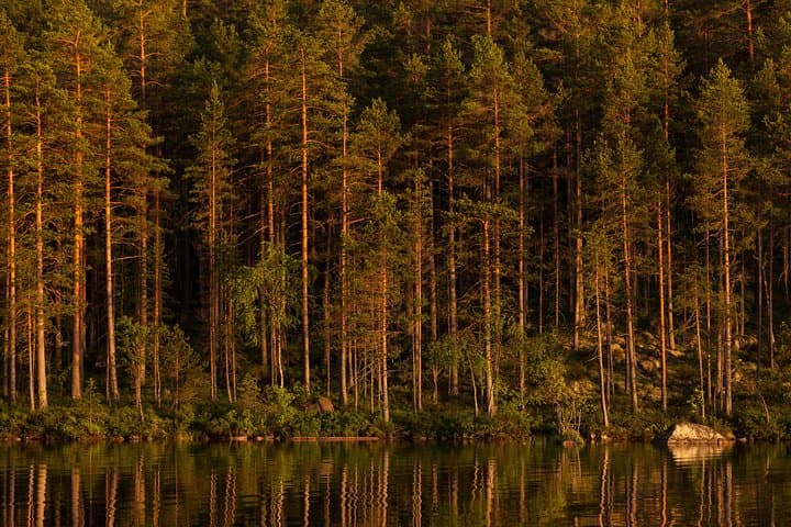 Wolf Howl Experience: 2-Day Wild Camping & Wolf Tracking near Köping, Sweden photo 5