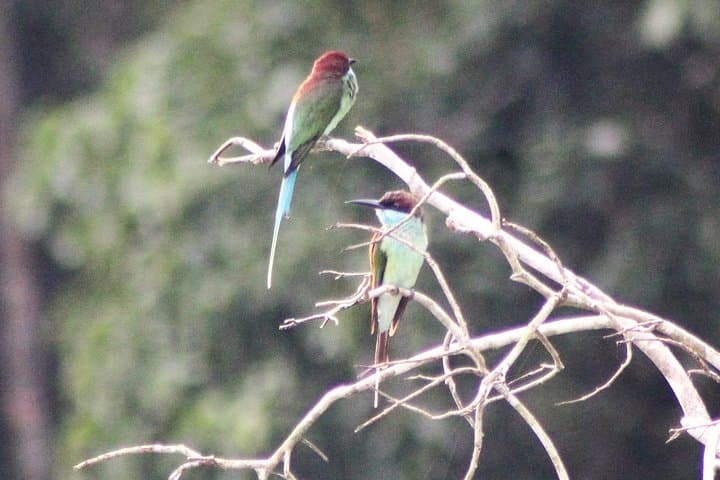 Deramakot Forest Safari 3D/2N — Borneo Wildlife Nights and Day Safaris photo 2