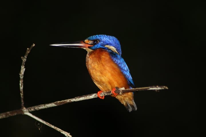 Deramakot Forest Safari 3D/2N — Borneo Wildlife Nights and Day Safaris photo 4