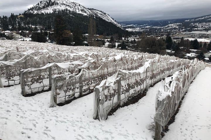 Vancouver to Okanagan Valley Private Tour — Wineries, Lakes & Naramata Bench photo 5