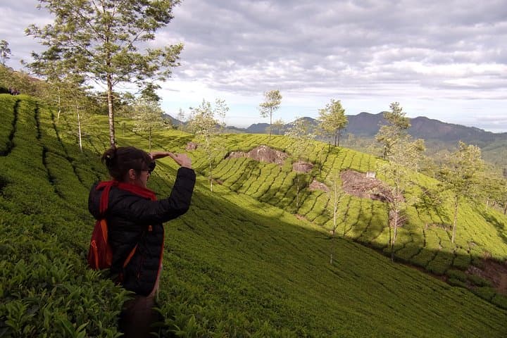 Munnar Half-Day Trek: Tea-Planted Ridges, Cardamom Trails, and Valley Views photo 5